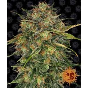 Barney s Farm - Cheese