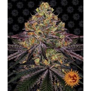 Barney s Farm - Watermelon Zkittlez