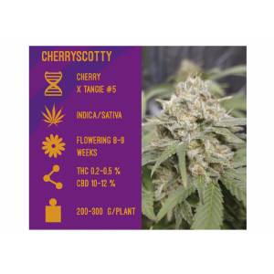 CherryScotty - SensiBreak by CanapAroma