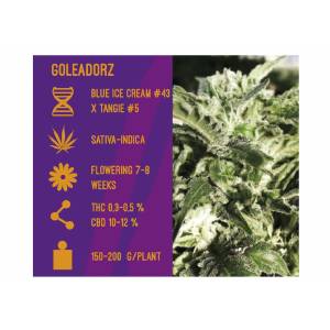 Goleadorz - SensiBreak by CanapAroma