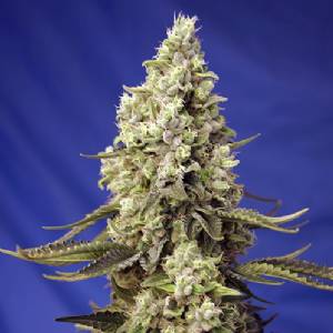 Sweet Seeds - Runtz XL Auto