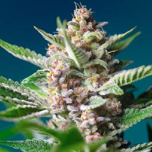 Sweet Seeds - Purple Punch OG