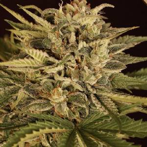 Exotic Seeds - Dr. Greenman Pure CBD