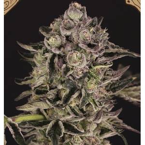 Exotic Seeds - Quick Sherbet - Fem