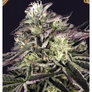 Exotic Seeds - Purple Shot - Fem