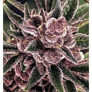 Exotic Seeds - Tropical Fuel - Fem