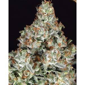 Exotic Seeds - Zkittalicious - Fem
