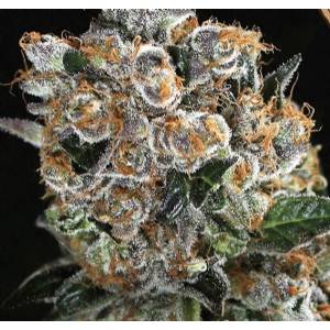 Exotic Seeds - Malasaña Cookies - Fem