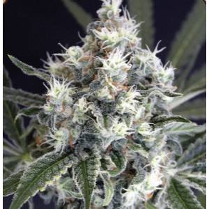 Exotic Seeds - Medxotic Pure CBD - Fem