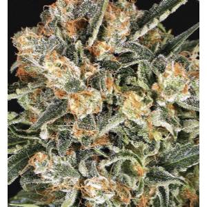 Exotic Seeds - Hippie Therapy CBD - Fem