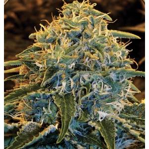 Exotic Seeds - Z&Z - Fem