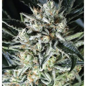 Exotic Seeds - Jelly Bananen - Fem