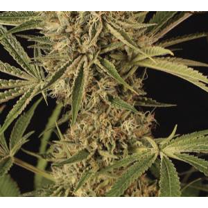 Exotic Seeds - Herz Og - Fem