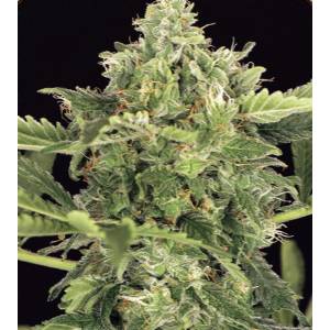 Exotic Seeds - Auto Mango Cream - Auto