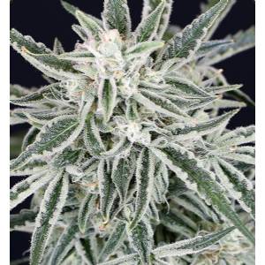 Exotic Seeds - Auto Green Gummy - Auto