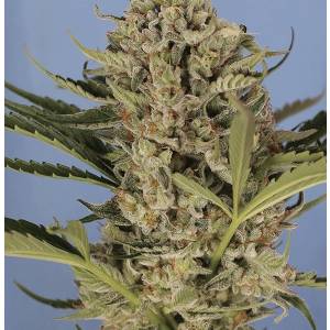 Exotic Seeds - Auto Herz Og - Auto