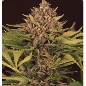 Exotic Seeds - Auto Strawberry Cola - Auto