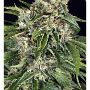 Exotic Seeds - Auto Sir Jack Pure CBD - Auto