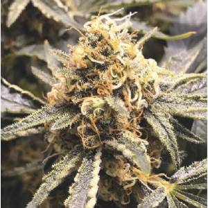 Medical Seeds - Recovery cbd - 10 Fem