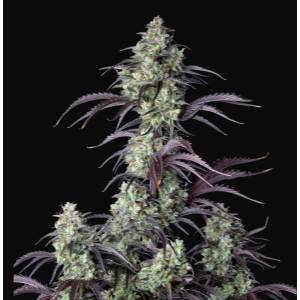 Fast Buds - Mimosa Cake Auto