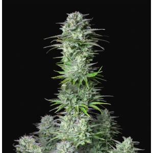 Fast Buds - Kosher Cake Auto