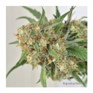 Dutch Passion - SkyWalker Haze - Fem