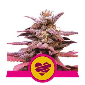 Royal Queen Seeds - Wedding Crasher