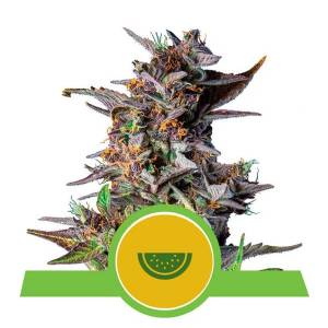 Royal Queen Seeds -  Auto Watermelon