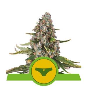 Royal Queen Seeds -  Auto Sherbet Queen