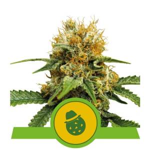 Royal Queen Seeds - Auto Do-Si-Dos