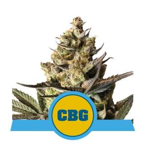 Royal Queen Seeds - Auto Royal CBG