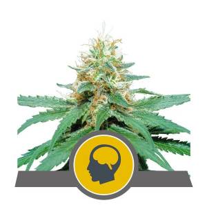 Royal Queen Seeds - Amnesia Haze Regolare