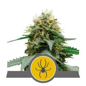 Royal Queen Seeds - White Widow Regolare