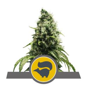 Royal Queen Seeds - Skunk XL Regolare