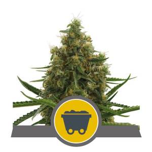 Royal Queen Seeds - Shining Silver Haze Regolare