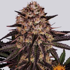 Barney s Farm - Biscotti Mintz