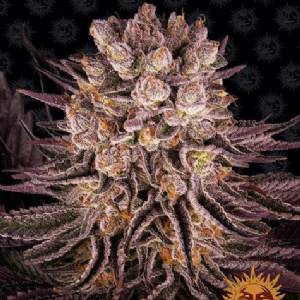 Barney s Farm - Mimosa x Orange Punch