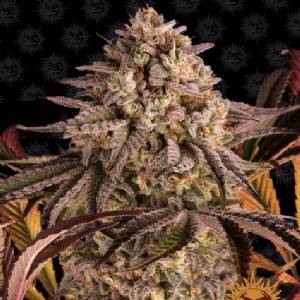 Barney s Farm - Blue Sunset  Sherbert