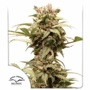 Dutch Passion - Auto CBG Force