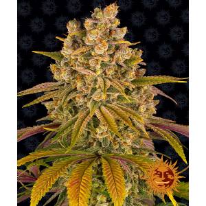 Barney s Farm - Lemon Tree