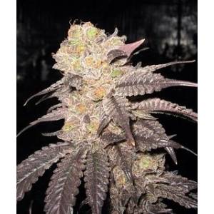 The Cali Connection - Purple Chem 6 fem