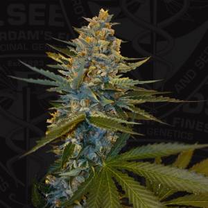 TH Seeds - Banana Candy Krush