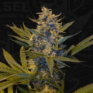 Th Seeds - MelonSicle