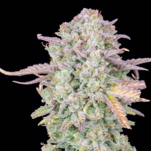 Fast Buds - Original Auto Trainwreck