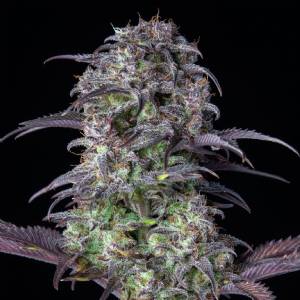 Fast Buds - Auto Original Blueberry