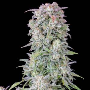 Fast Buds - Original Auto Afghan Kush