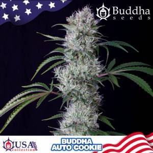 Buddha Seeds - Buddha Cookie Auto