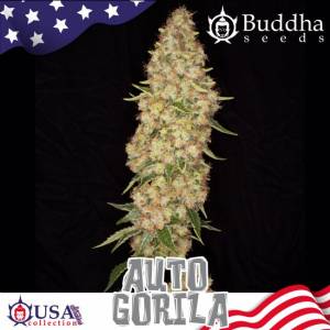 Buddha Seeds - Gorila Auto