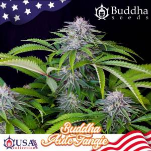 Buddha Seeds - Buddha Tangie - Auto