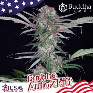 Buddha Seeds - Buddha Zkitt - Auto